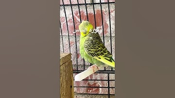 #سورة_الناس #قرآن #تحصين #الجن #رقية_شرعية #العراق #طيور #الحب #quran #birds #budgies #lovebirds