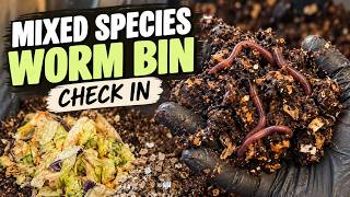Mixed Species Worm Bin Maintenance | How I Manage Too Much Moisture