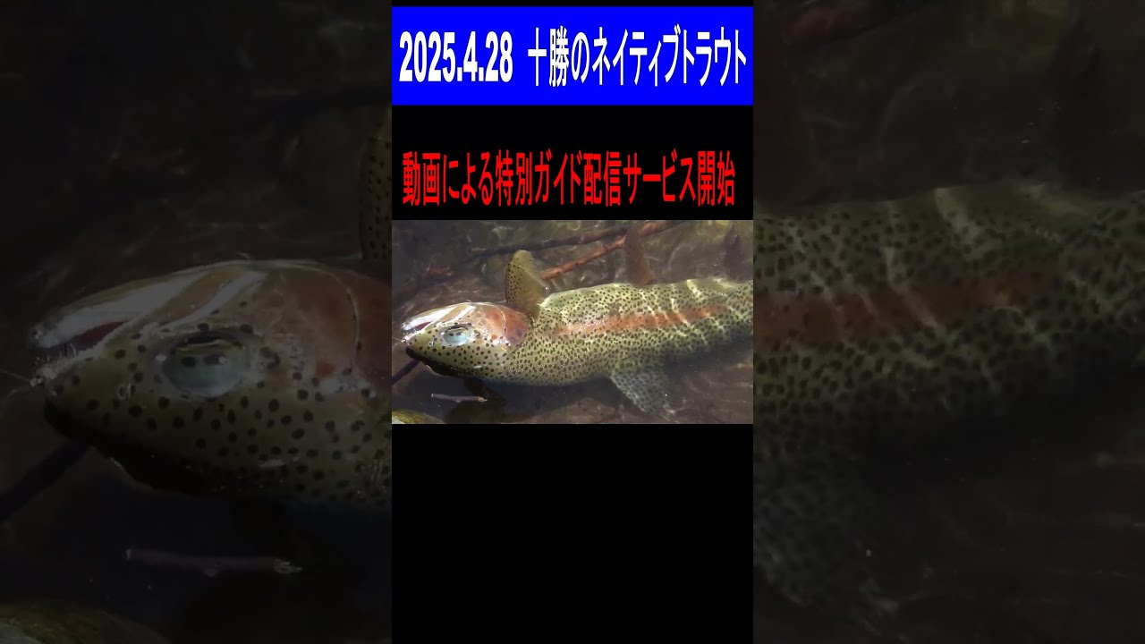 人気 Tokachi, in trout Native 2025.4.28 Hokkaido fishing Fly 釣り、フィッシング