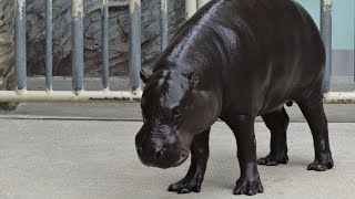 【東山動植物園公式】雨の日。《 コビトカバ カバ 》 【東山動植物園公式】雨の日。《 コビトカバ カバ 》