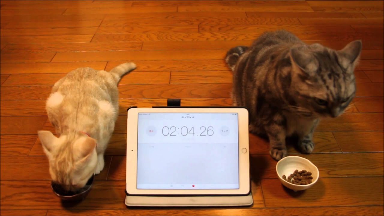 可愛い画像 子猫と老猫のフード早食い競争　Competitive eating an old cat and kitten