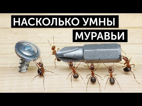 Ум муравьев. Насколько умны муравьи?