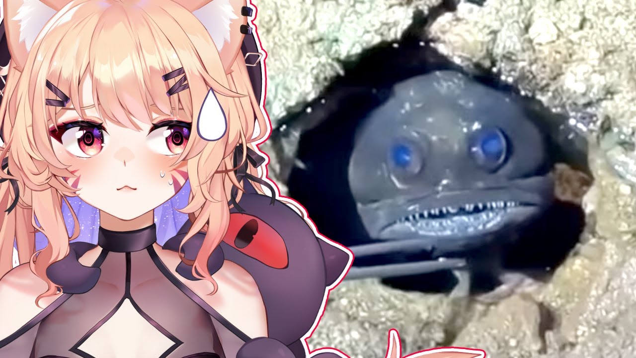 Memes with Chat - Daily Dose of Internet React