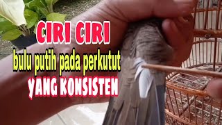 Characteristics of consistent white feathers in turtle doves