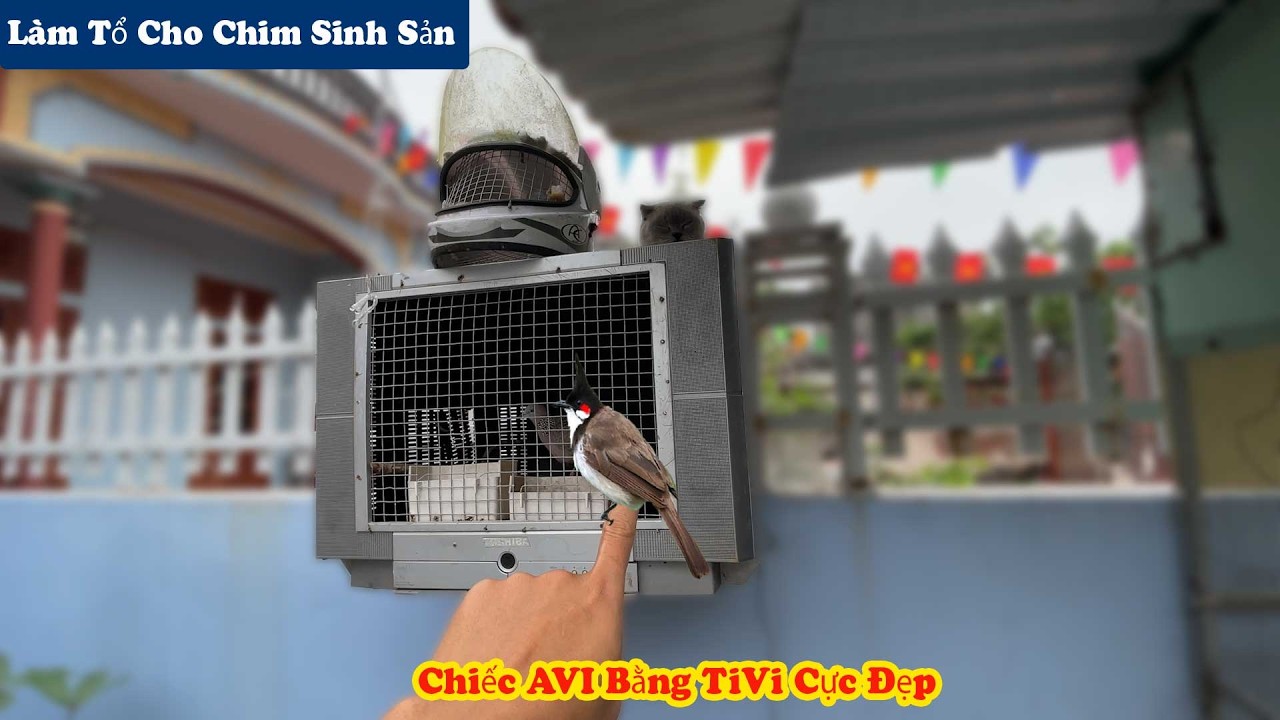 Ghép Chim Chào Mào Sinh Sản | Và Chiếc Avi TiVi Cực Đẹp