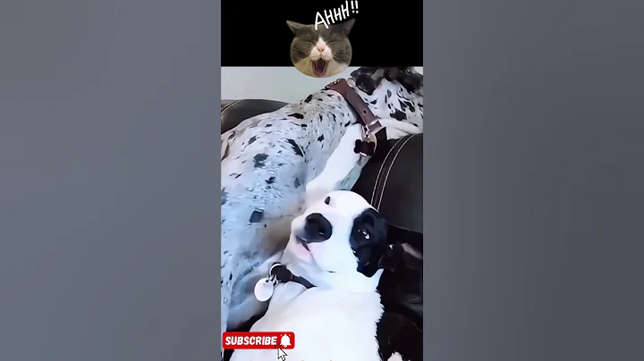 Video 11789831: funny animals compilation, laugh funny cat