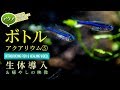 #小型水槽 ボトルアクアリウムはじめます⑤生体導入 Oval tank healing video. #オーバル水槽