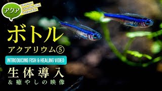 #小型水槽 ボトルアクアリウムはじめます⑤生体導入 Oval tank healing video. #オーバル水槽