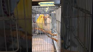 นกม้องค์ Peco &Picky Monk parakeet พูดม่าม้าได้แล้ว