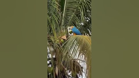 Woodpecker Pick and Drink Coconut