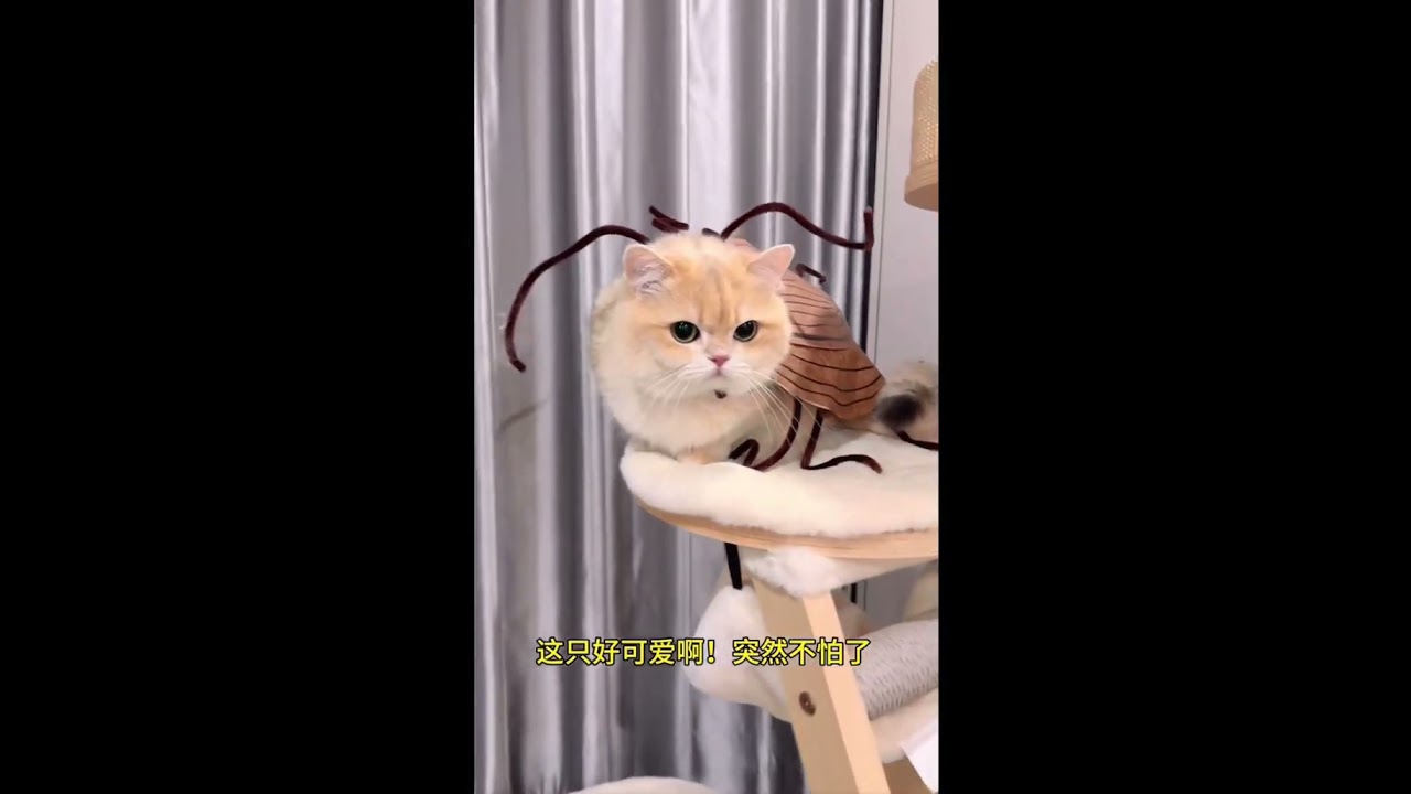 When I put my cat in a cockroach costume… she instantly regretted knowing me.