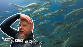 MASSIVE Schools of KINGFISH + Very AGRO Sharks | SPEARFISHING NEW ZEALAND
