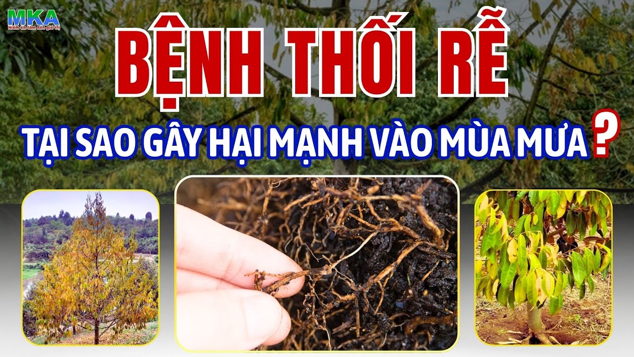 Bệnh Thối rễ -Tại sao mùa mưa lại phát triển mạnh?Tác nhân và Cách Phát hiện sớm bệnh thối rễ từ MKA