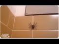 Spider terrorizes man in bath