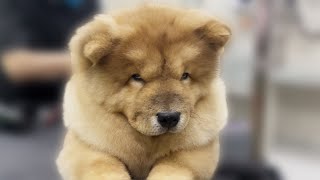 Are you a Lion? Bear? or a Dog?  Chow Chow Grooming
