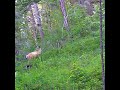 Mule Deer Buck. 6/14/2026#naturelovers #wildlife #wildlifelovers #naturelovers #muledeer #mountains