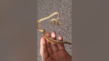 Rắn lục kim - có khả năng thay đổi màu sắc | @thegioiran