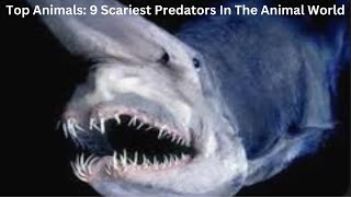 Top Animals: 9 Scariest Predators In The Animal World