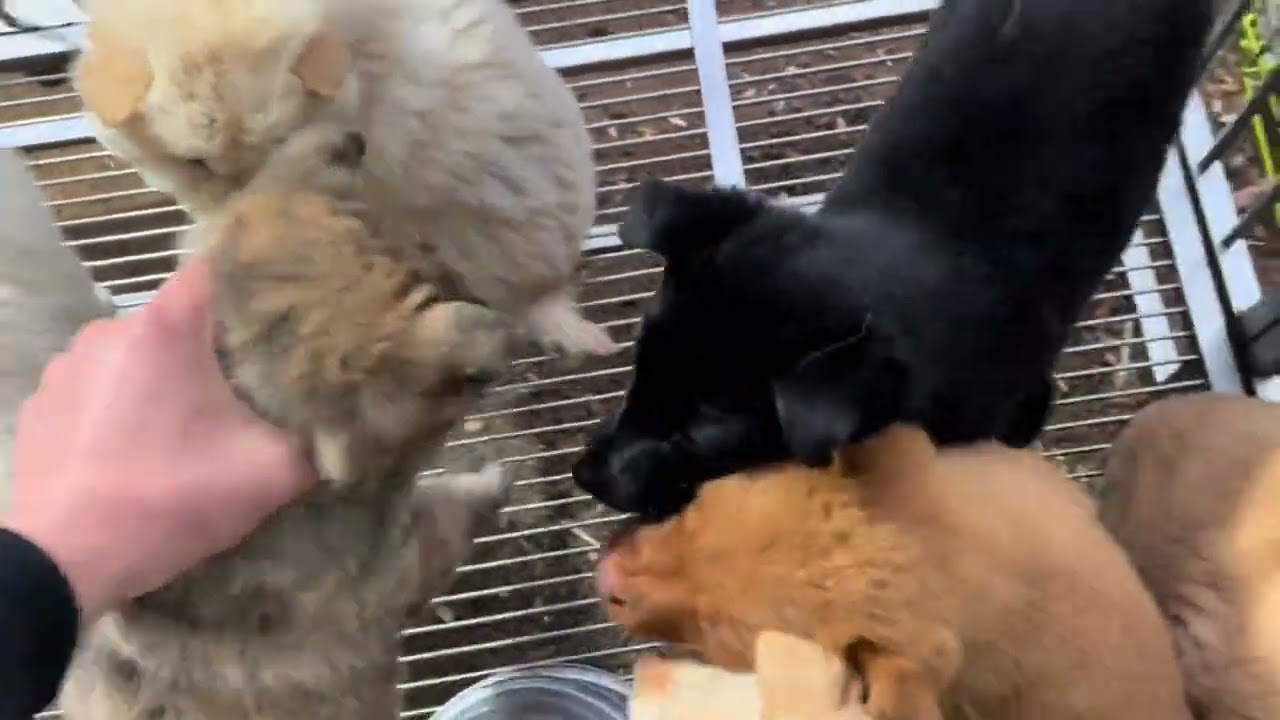 逛山东狗市砍价之路，好狗不多，价格还高，下手慢无 #狗市挑选 #狗市淘狗