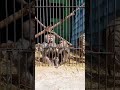 Покормили обезьянок  в Ереванском эоопарке
