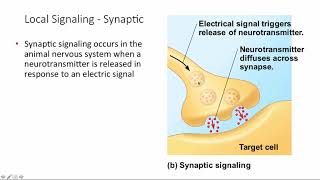 Download lagu BCOR011WL Chpt 11 Cell Signaling BCOR011WL Chpt 11 Cell Signaling