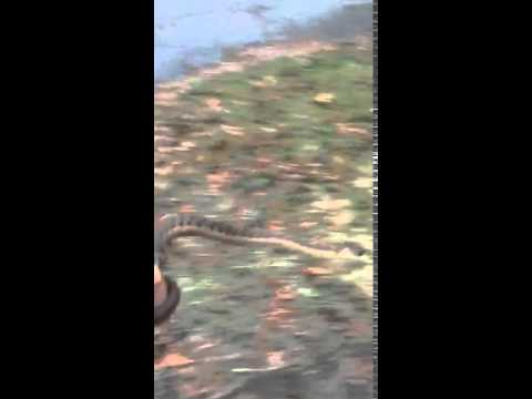 camera iphone 8 plus apk First snake of the year