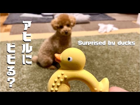 アヒルのオモチャの音が鳴るとビビリます。