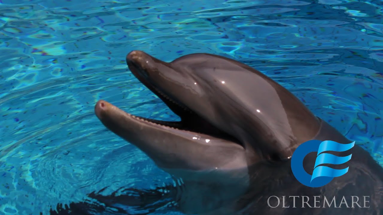 Oltremare: addestratori di delfini