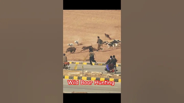 Wild Boar Hunting with Hunting Dogs 2025 / Big Boar vs Big Dogs @ExplorePotohar