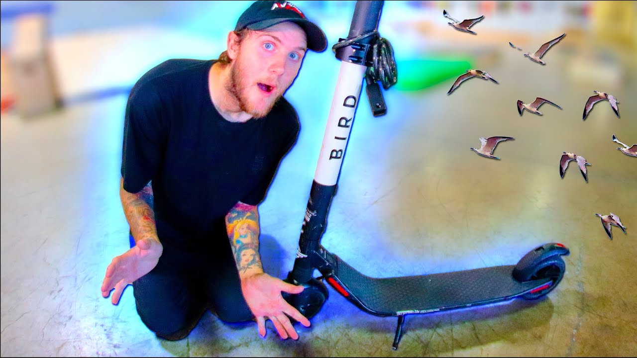 WE SKATED BIRDS?!? - YouTube