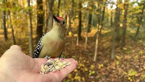 Hand-feeding Birds in Slow Mo - Red-bellied Woodpecker, White-breasted Nuthatch