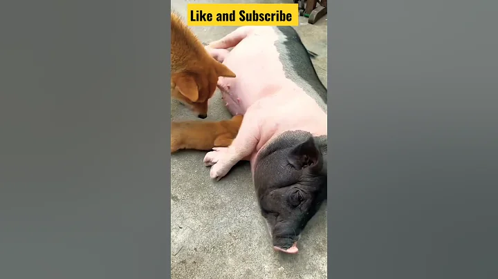 Hey this Puppy Mistake and Suckled the Sow like her Mother 🤣🤣 #shorts  #pig #puppy #puppies #sow #it