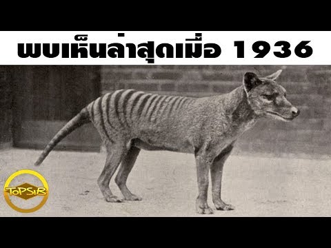 วีดีโอ: สัตว์สูญพันธุ์ - คำติเตียนของมนุษยชาติ