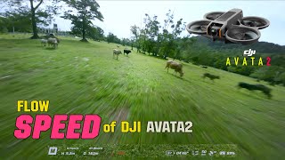DJI AVATA2 | FLOW SPEED FLIGHT | M-MODE & RATE SETTING | มือใหม่ AVATA2 FPV BEGINNER | DJI ACTION2