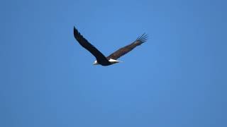 Bald Eagle Flying (close-up zoom)