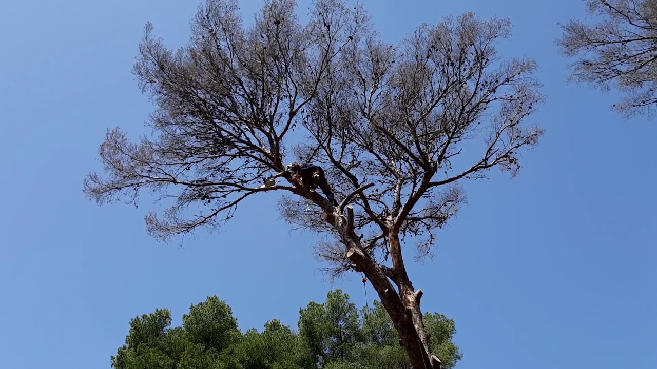 Démontage d'un arbre mort ☠ !!!
