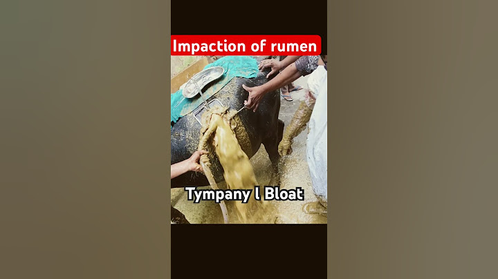 Tympany l bloat l Impaction of rumen l dr Umar Khan