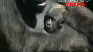 #vidio lucu king kong bahasa Banjar(cover Ipul Hary)