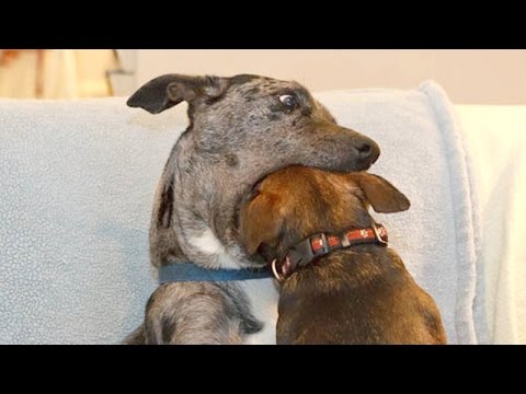 dogs,-the-funniest-animals-in-animal-world---funny-dogs-compilation