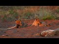 Mayambula cubs and moms tail