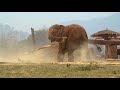 Baby chabas hose pipe adventure  elephantnews