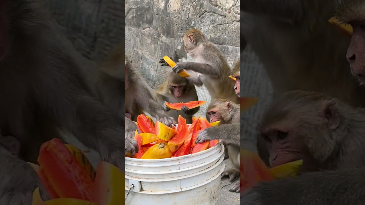 its a great papaya feeding to wild monkey friends 