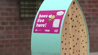 Environment Matters | Bee hotels help pollinators