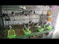 Java Birds Bathing in Summer season 2023 I white java l Fawn Java l Gray Java l silver Java