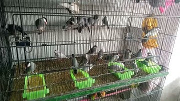Java Birds Bathing in Summer season 2023 I white java l Fawn Java l Gray Java l silver Java