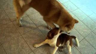 Aika & Babi brincando - Parte I