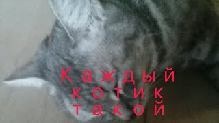 Каждый котик такой