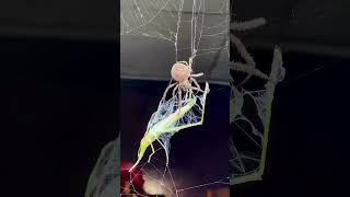 Spider preys on small locusts
