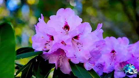Maranatha!: "Unexpected Recompense"-- By Ellen G. ...