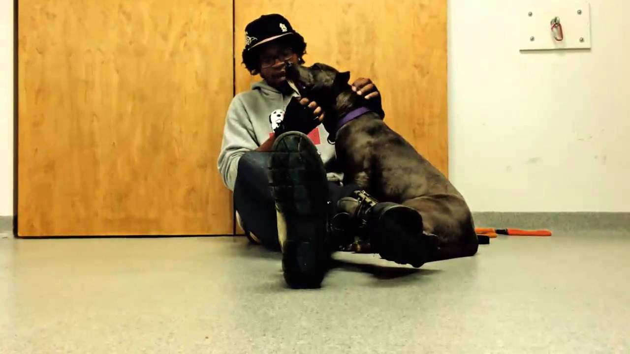 Stray Rescue of St.Louis- Staff Pick Joni and Claire rescue me cast